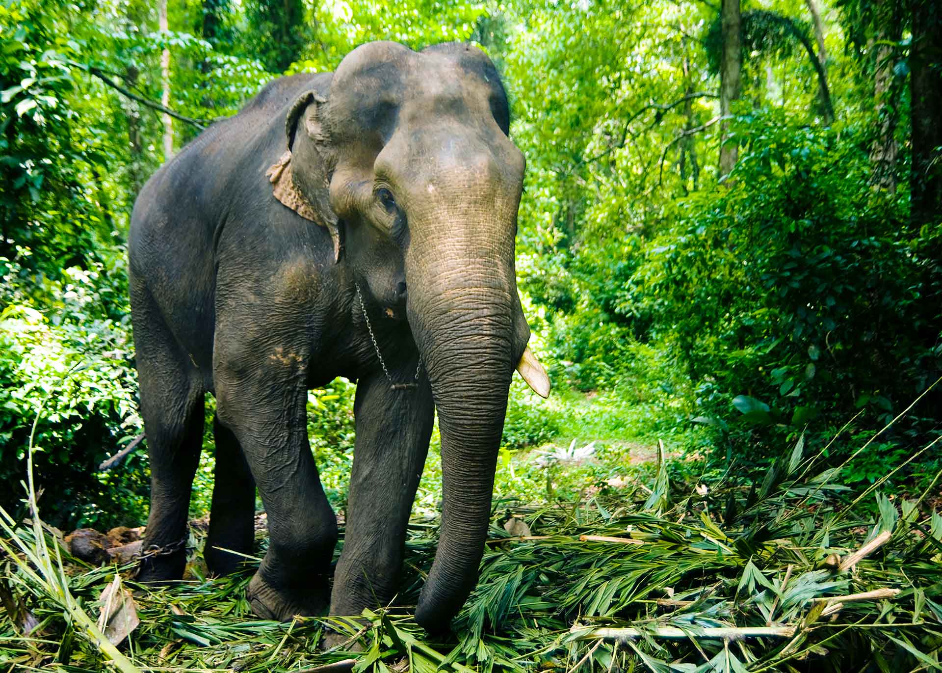 Munnar